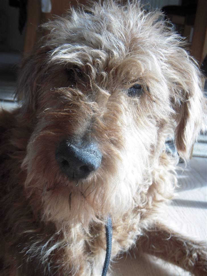 Irsk terrier Gismo DØD;( billede 6