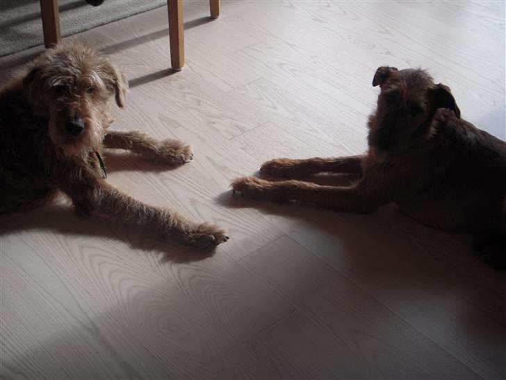 Irsk terrier Gismo DØD;( billede 7