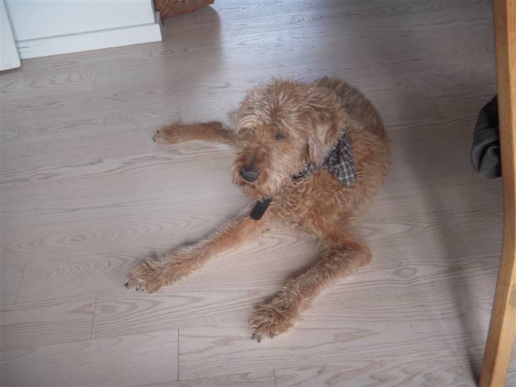 Irsk terrier Gismo DØD;( billede 8