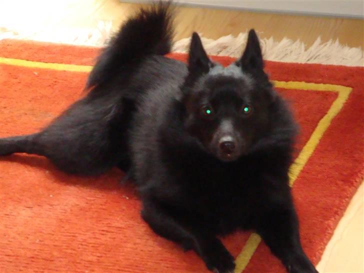 Schipperke Aslan billede 7