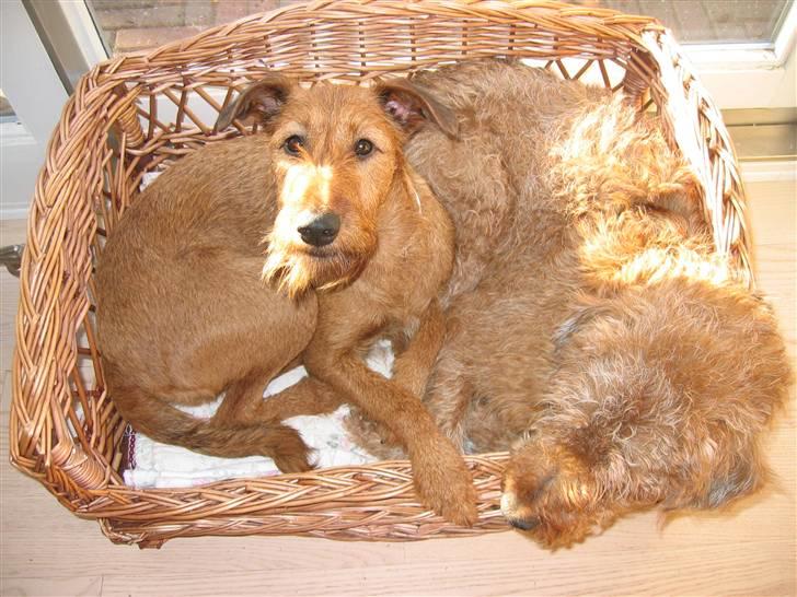 Irsk terrier Gismo DØD;( billede 9