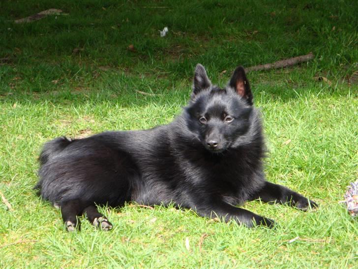 Schipperke Aslan billede 8