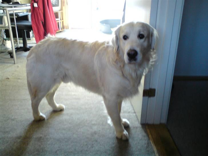 Golden retriever Catithre Paw(Rocky) billede 10