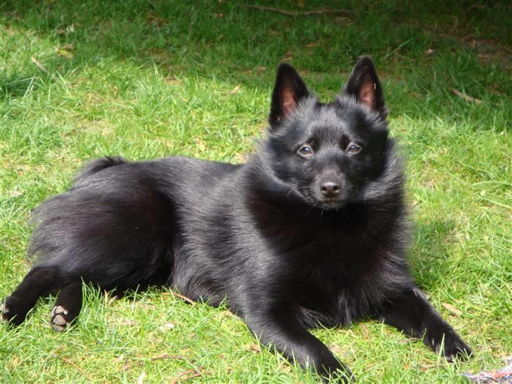 Schipperke Aslan billede 9