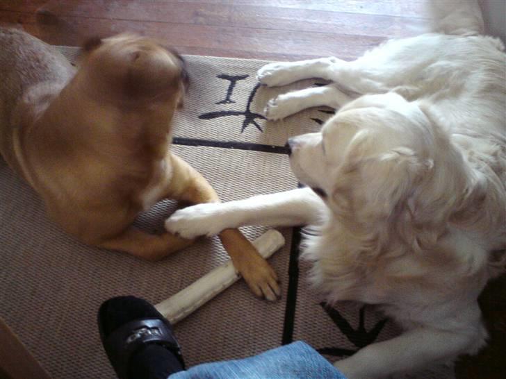 Golden retriever Catithre Paw(Rocky) billede 11