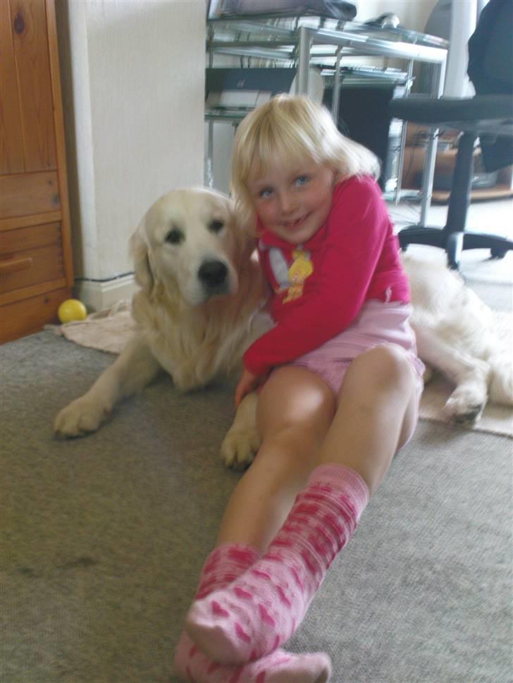 Golden retriever Catithre Paw(Rocky) billede 12