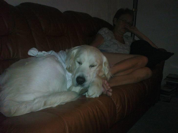 Golden retriever Catithre Paw(Rocky) billede 13