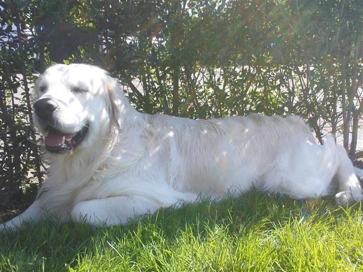 Golden retriever Catithre Paw(Rocky) billede 14