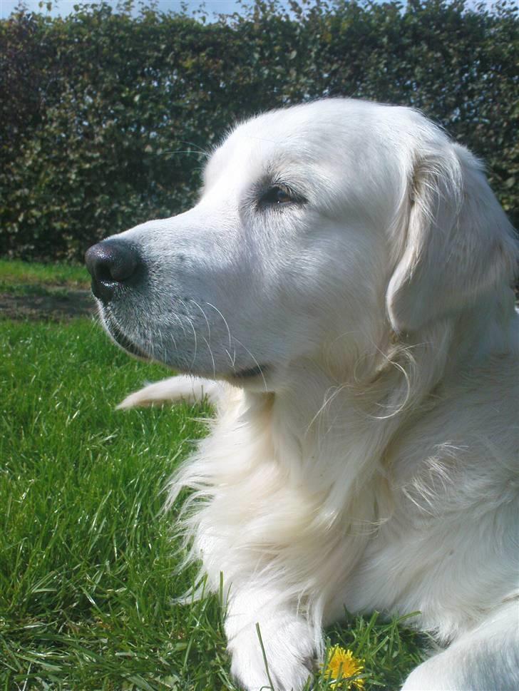 Golden retriever Catithre Paw(Rocky) billede 15