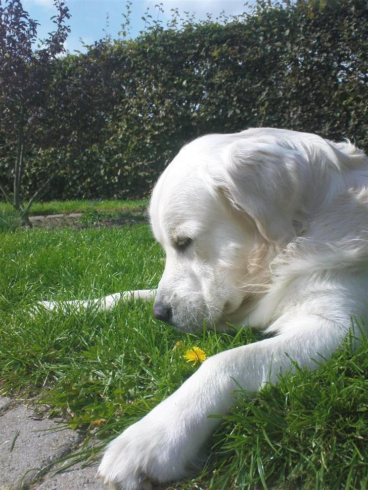 Golden retriever Catithre Paw(Rocky) billede 16