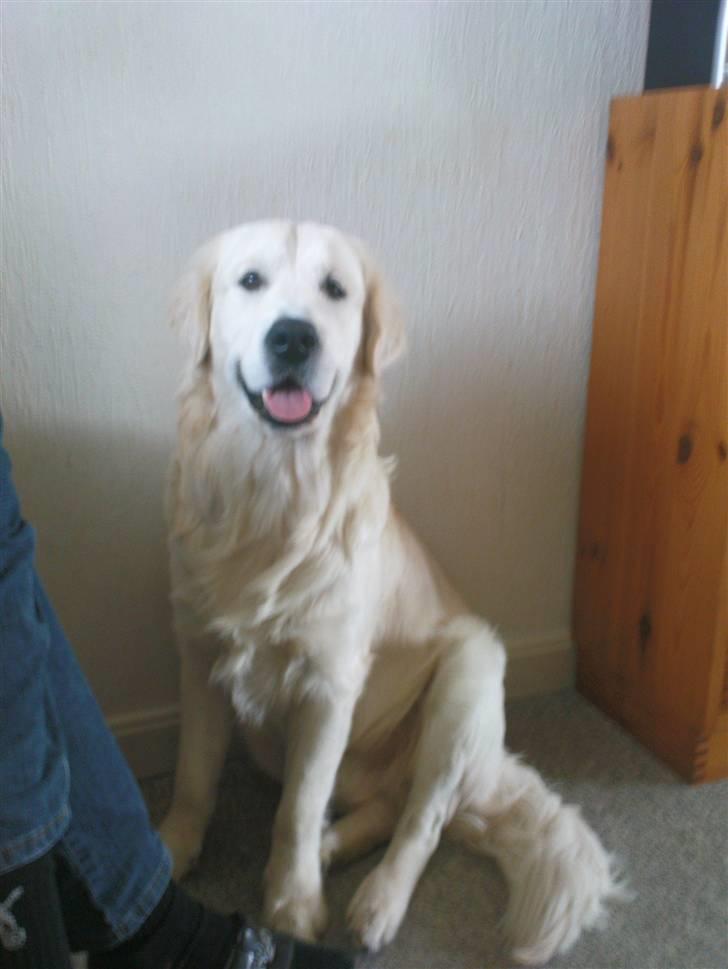 Golden retriever Catithre Paw(Rocky) billede 17