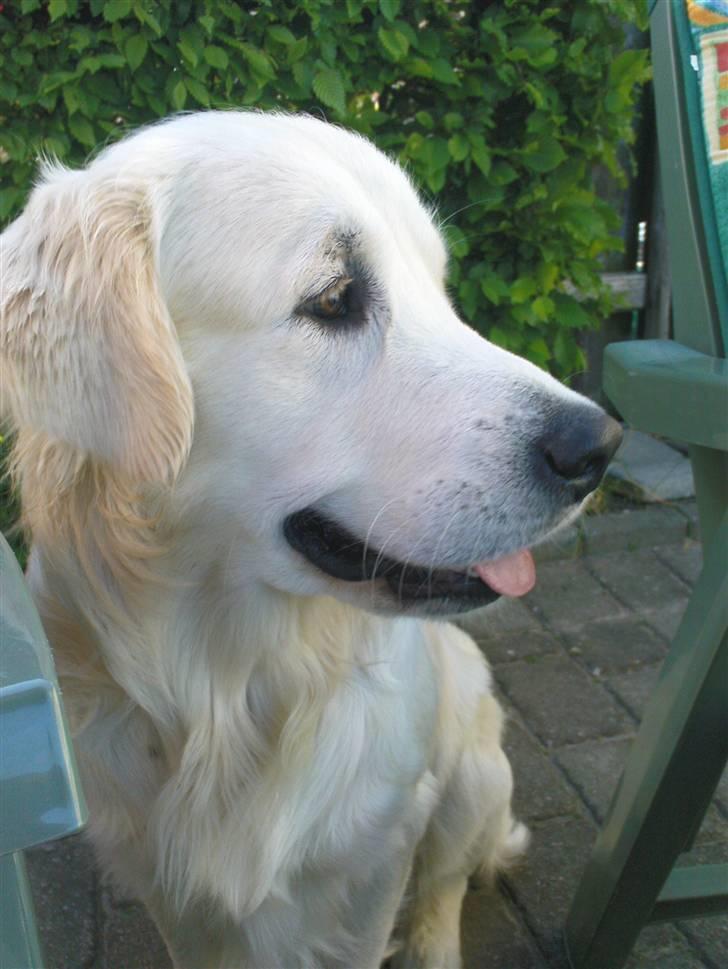 Golden retriever Catithre Paw(Rocky) billede 18