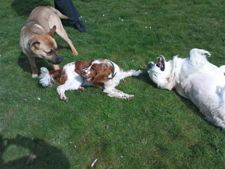 Golden retriever Catithre Paw(Rocky) billede 19