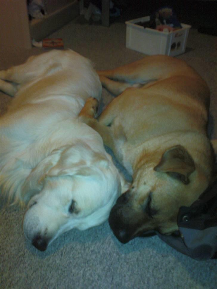 Golden retriever Catithre Paw(Rocky) billede 20