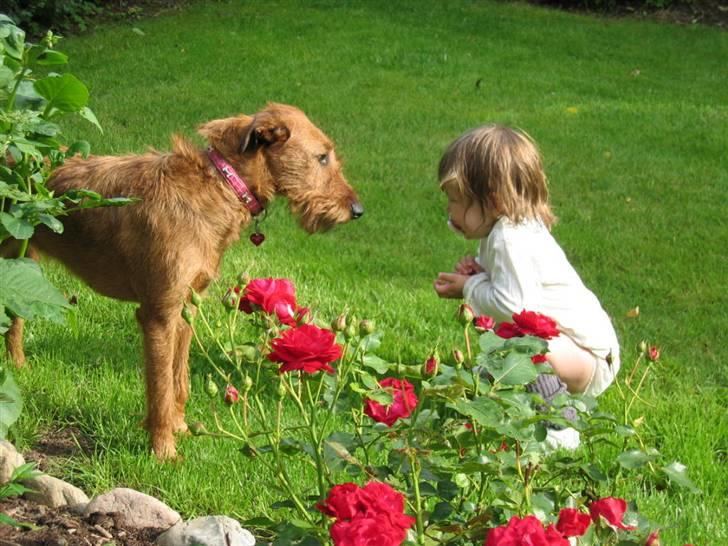 Irsk terrier Chilli billede 1