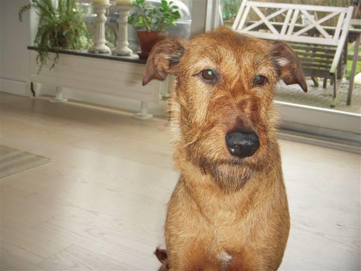 Irsk terrier Chilli billede 2