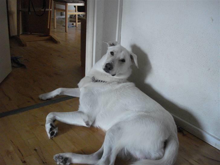 Blanding af racer Nanook - er jeg ikke fin.. billede 13