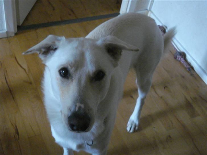 Blanding af racer Nanook - ja og ikke engang mor med et kamera kan vække mig.. billede 10