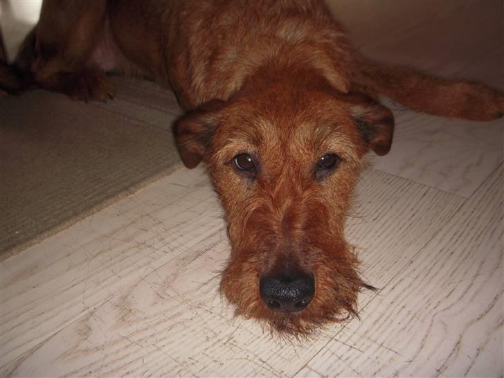 Irsk terrier Chilli billede 3