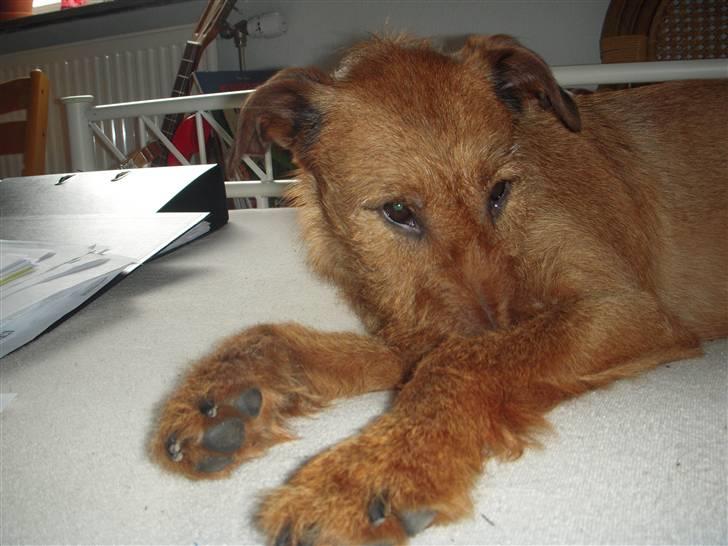 Irsk terrier Chilli billede 4