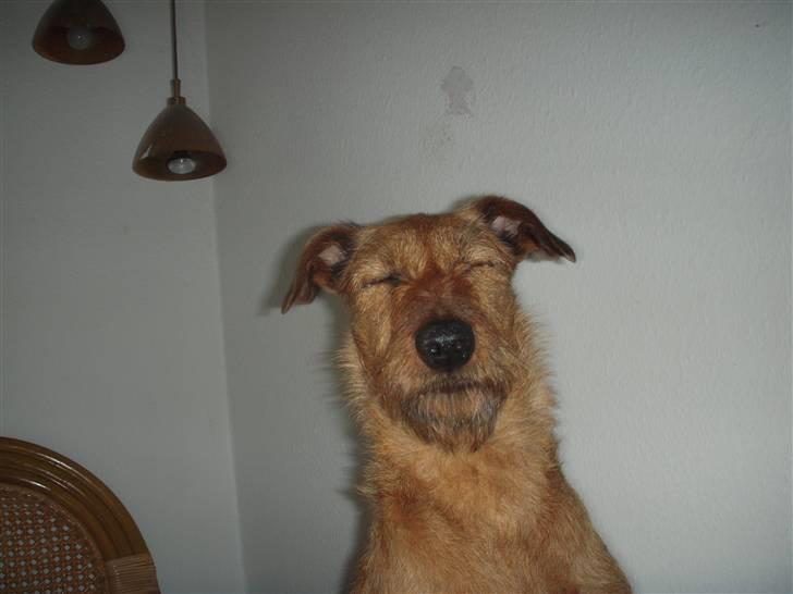 Irsk terrier Chilli billede 5