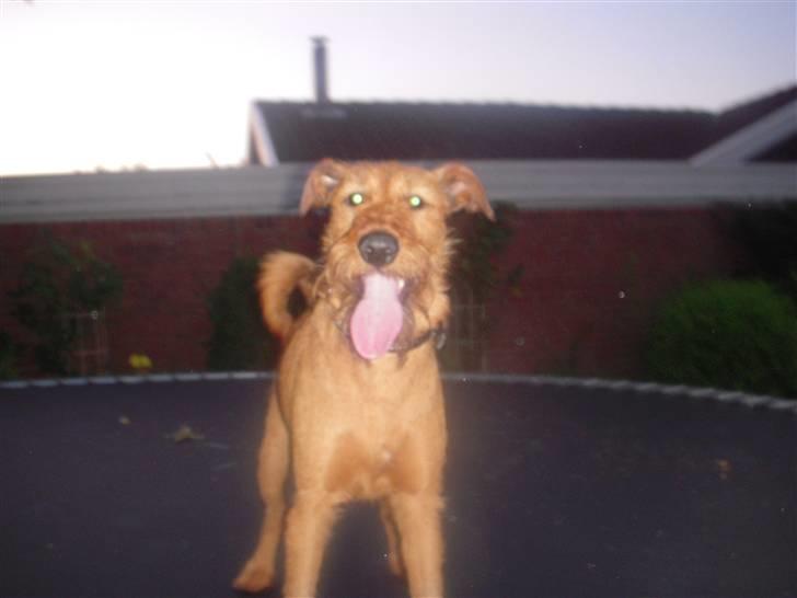 Irsk terrier Chilli billede 7