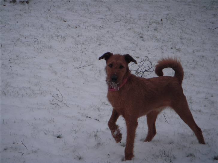 Irsk terrier Chilli billede 8