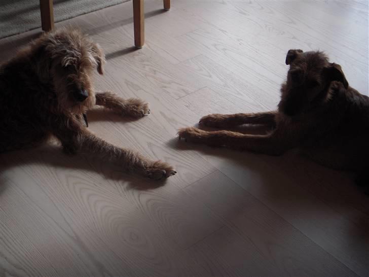 Irsk terrier Chilli billede 9