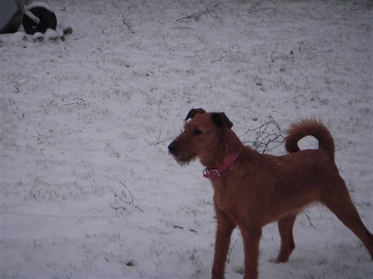 Irsk terrier Chilli billede 10