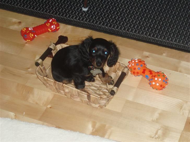 Miniature gravhund Merle billede 9