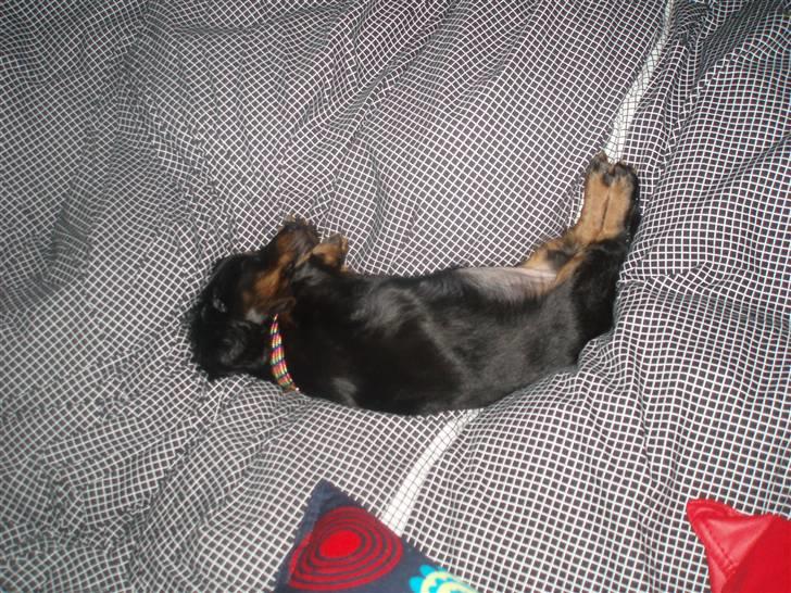 Miniature gravhund Merle billede 10