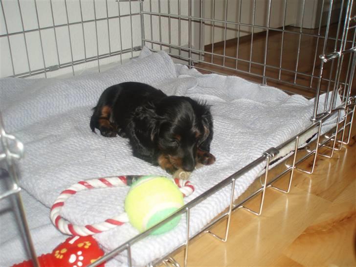 Miniature gravhund Merle billede 11