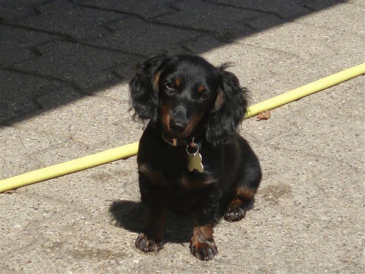 Miniature gravhund Merle billede 12