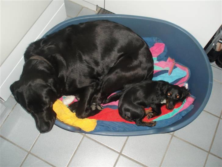 Miniature gravhund Merle billede 13