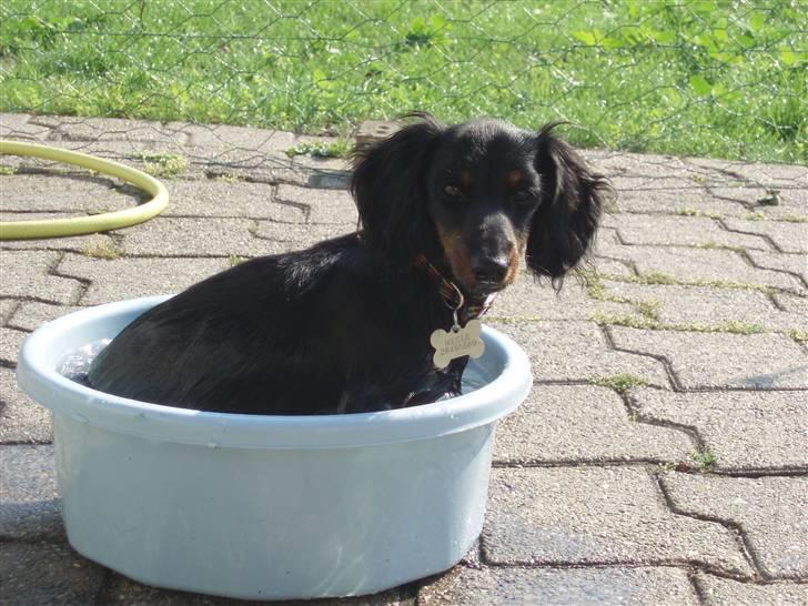 Miniature gravhund Merle billede 14