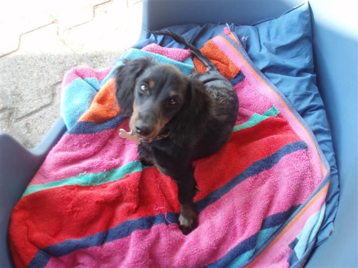 Miniature gravhund Merle billede 15