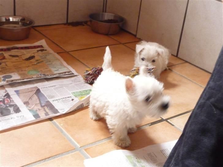 West highland white terrier Nomi - Nomi 7 uger billede 7
