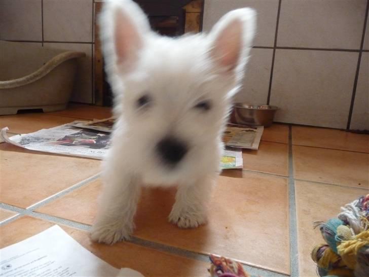West highland white terrier Nomi - Nomi 7 uger billede 8