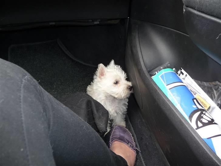 West highland white terrier Nomi - Her er jeg 8 uger gammel, min aller første biltur - på vej hjem til mine nye mor og far billede 9