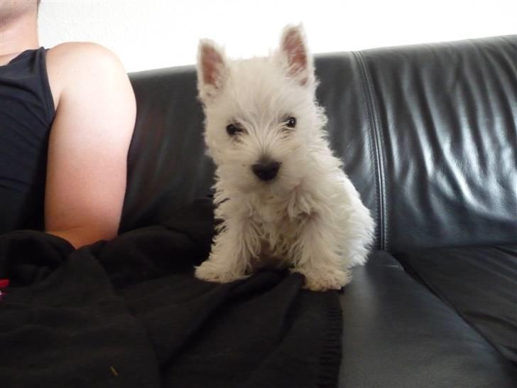 West highland white terrier Nomi - Er jeg ikke sød? billede 11