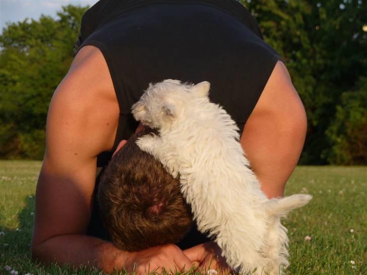 West highland white terrier Nomi - Far og mig leger billede 12