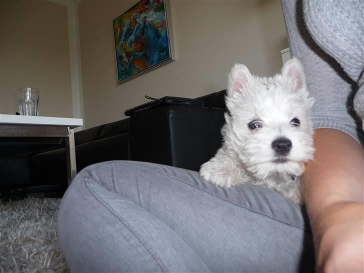 West highland white terrier Nomi - Nomi 8 uger billede 13