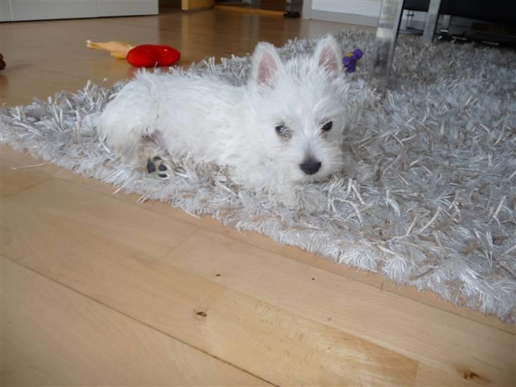 West highland white terrier Nomi - Gemmer mig i tæppet :-) billede 14