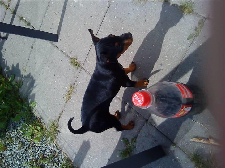 Dvaergpinscher Melua billede 8