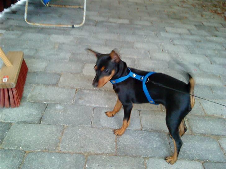 Dvaergpinscher Melua billede 9