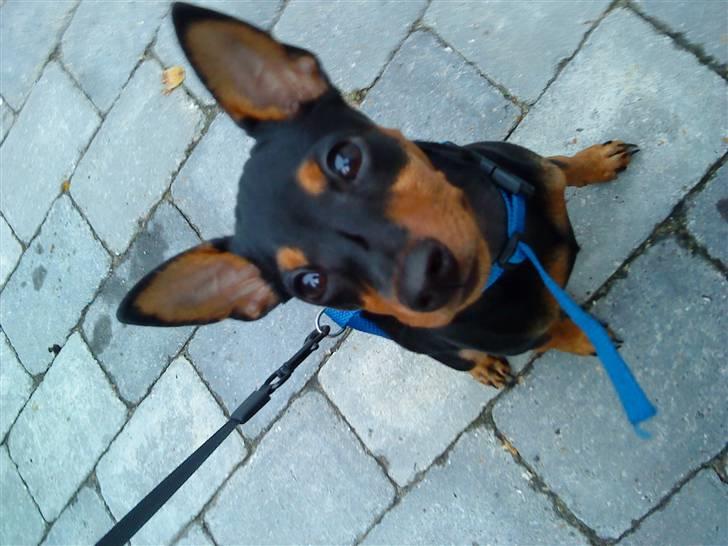 Dvaergpinscher Melua billede 10