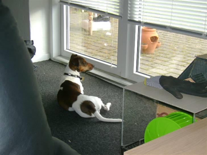 Jack russell terrier Jackie - sker der mon noget ude i haven... billede 10