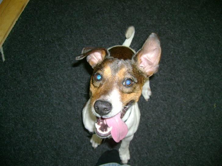 Jack russell terrier Jackie - hi hi se mig billede 11