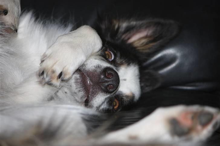 Border collie Tia - 12 år billede 17