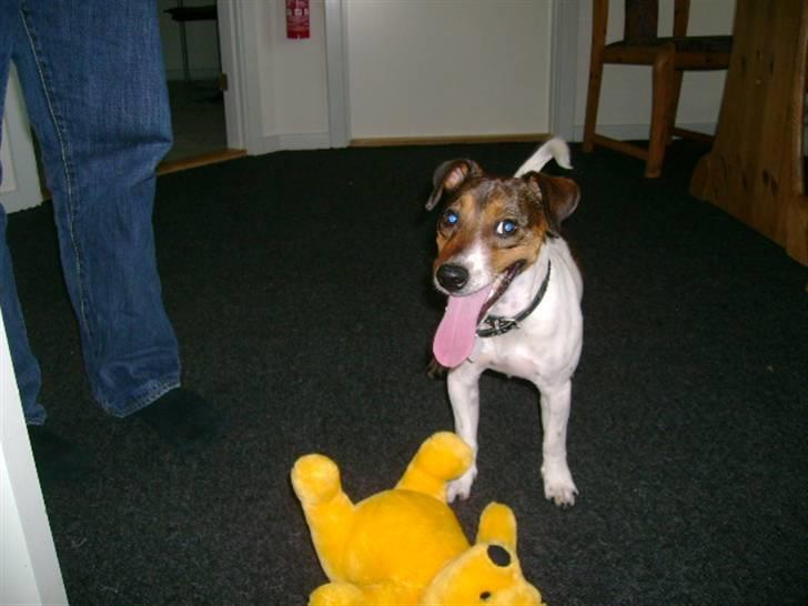 Jack russell terrier Jackie - puha hvor blir man træt af at lege... billede 12